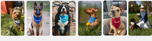 Personalized Dog Bandanas: Names & Gift Ideas | BETOLLI