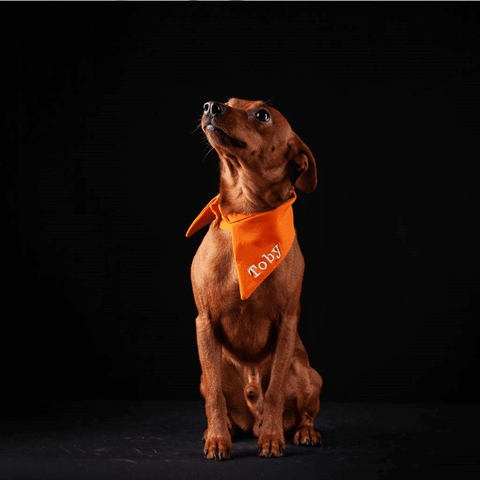 Toby Pet Collar with Embroidered Name