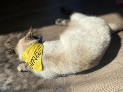 Pet Bandana with Embroidered Name